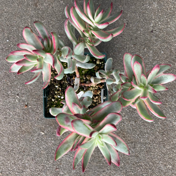 Crassula 'Candy Cane' - 4 inch plant