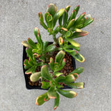 Crassula ovata 'Tricolor Hobbit' - 1 gallon plant