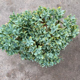 Crassula arborescens subsp. undulatifolia - 3 gallon plant