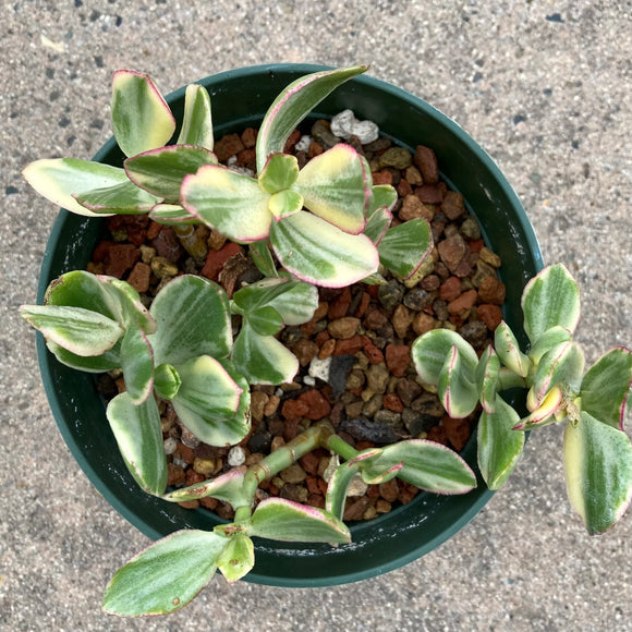 Crassula ovata 'Variegata' - 6 inch plant