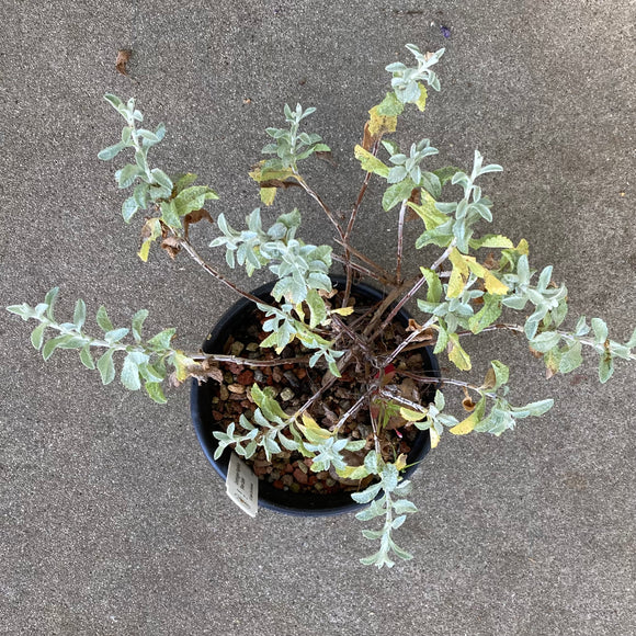 Corethrogyne filaginifolia 'Silver Carpet' - 1 gallon plant