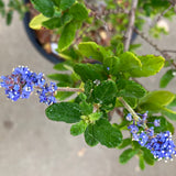 Ceanothus sp. - 5 gallon plant