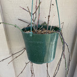 Cynanchum marnierianum - 6" hanging plant