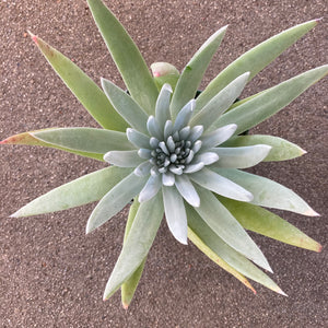 Dudleya albiflora - 4 inch plant