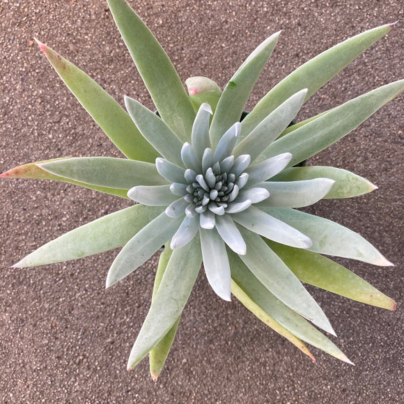 Dudleya albiflora - 4 inch plant