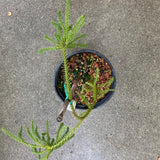 Dacrydium cupressinum - 1 gallon plant