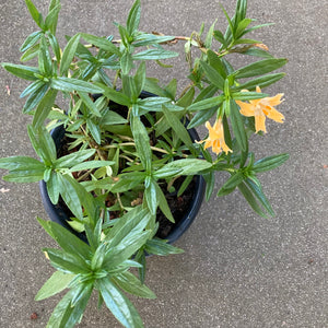 Diplacus grandiflorus - 1 gallon plant