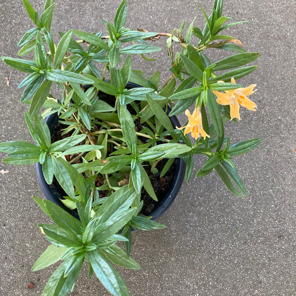 Diplacus grandiflorus - 1 gallon plant