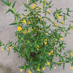 Diplacus aurantiacus - 2 gallon plant