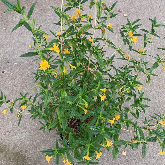 Diplacus aurantiacus - 2 gallon plant