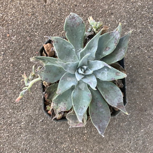 Dudleya abramsii - 4 inch plant