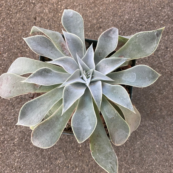 Dudleya cymosa subsp. pumila - 4 inch plant