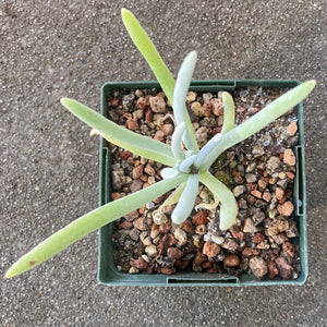 Dudleya densiflora - 4 inch plant