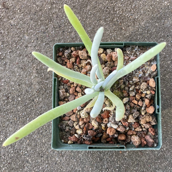 Dudleya densiflora - 4 inch plant