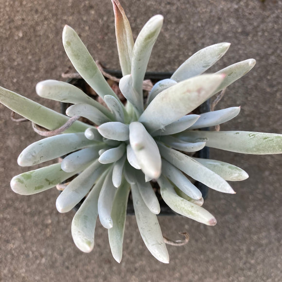 Dudleya sp. - 4 inch plant