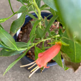 Eremophila divaricata - 1 gallon plant
