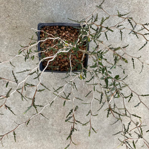 Elaeocarpus hookerianus - 1 gallon plant