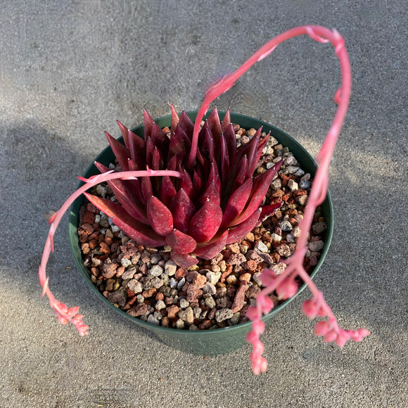 Echeveria 'Merrill Grim' - 8 inch plant