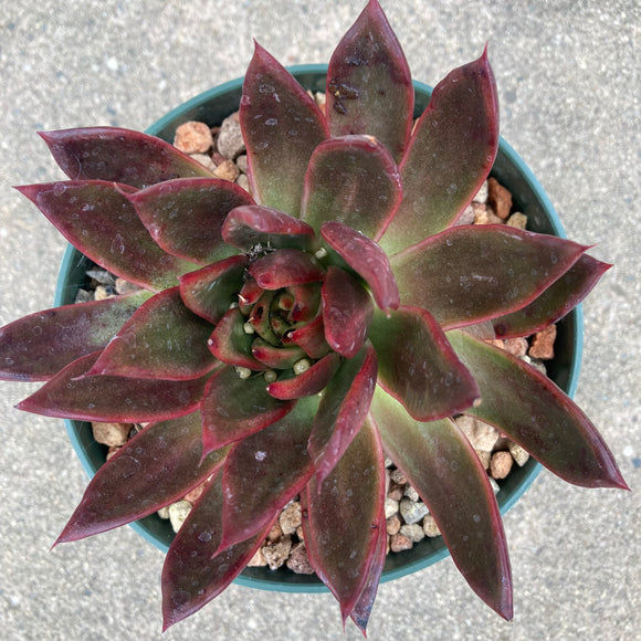 Echeveria agavoides x E. pulidonis x E. pro-lind - 6 inch plant