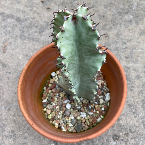 Euphorbia ammak 'Variegata' - 1 gallon plant