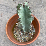 Euphorbia ammak 'Variegata' - 1 gallon plant