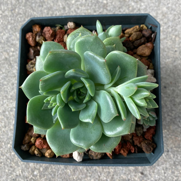 Echeveria 'Amolita' - 4 inch plant