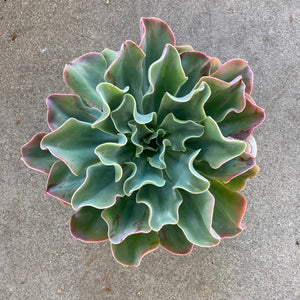 Echeveria 'Pink Goddess' - 6 inch plant