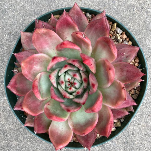 Echeveria agavoides 'Reinelt' x E. agavoides 'Rubra' - 8 inch plant