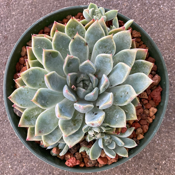 colorata succulent Echeveria colorata x pulidonis