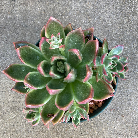 gilva succulent Echeveria 'Red Gilva'