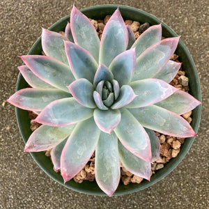 Echeveria 'Amethyst Glow' - 6 inch plant