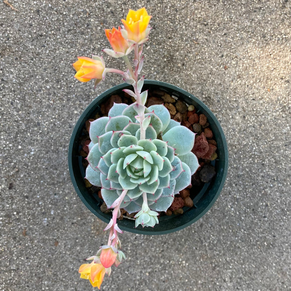 derenbergii succulent Echeveria derenbergii