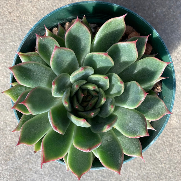 Echeveria agavoides var. multifida - 4 inch plant