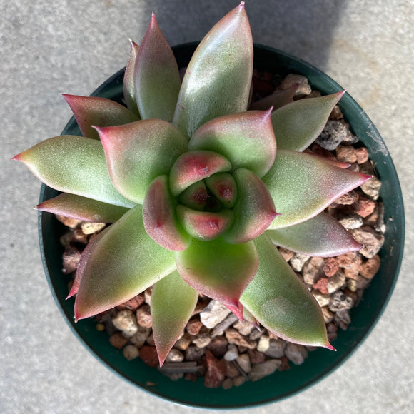 Echeveria x pulidonis - 4 inch plant