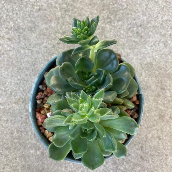 Echeveria elation - 4 inch plant