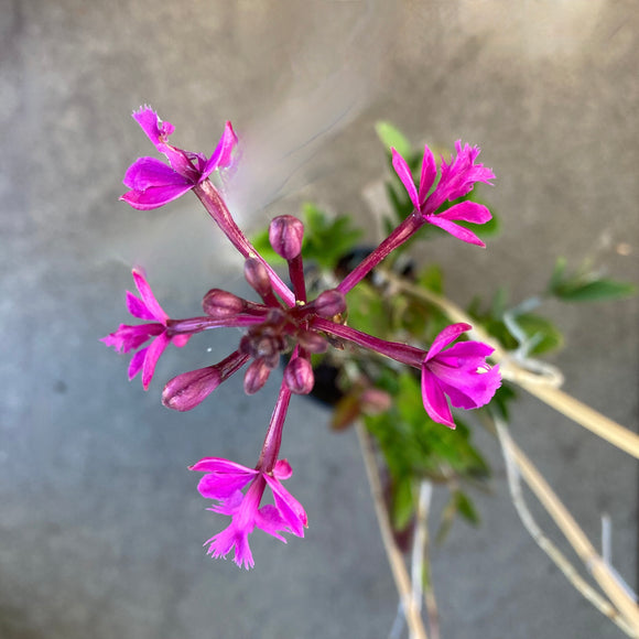 Epidendrum sp. - 2 gallon plant