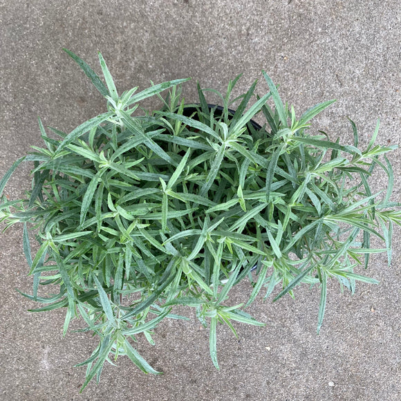 Epilobium canum 'Catalina'- 1 gallon plant