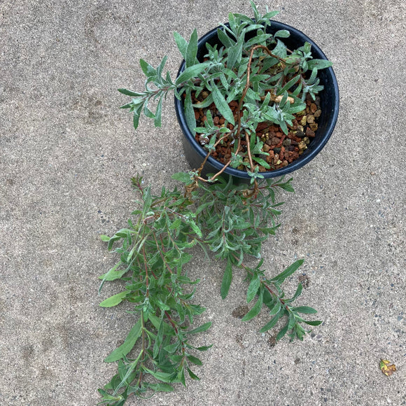 Epilobium canum subsp. latifolium 'Everett's Choice' - 1 gallon plant