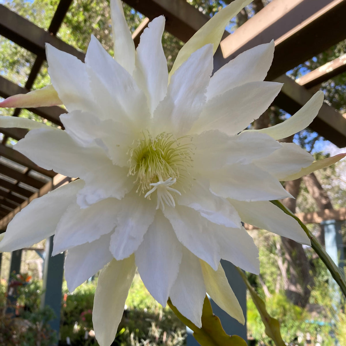 Epiphyllum sp. (white flower) - 2 gallon plant – Norrie's Gift and ...