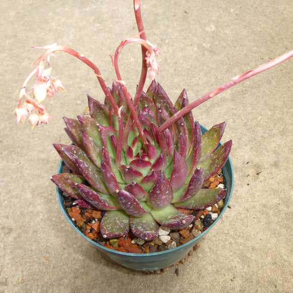 Echeveria pulidonis x agavoides 'Rubra' - 8 inch plant