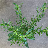 Eremophila divaricata - 1 gallon plant
