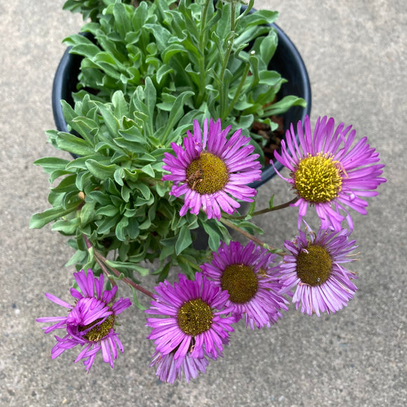 Erigeron glaucus 'Sea Breeze' - 1 gallon plant