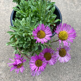 Erigeron glaucus 'Sea Breeze' - 1 gallon plant