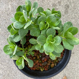 Erigeron glaucus 'White Lights' - 1 gallon plant