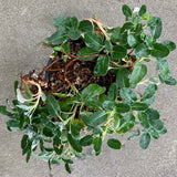 Eriogonum latifolium - 1 gallon plant