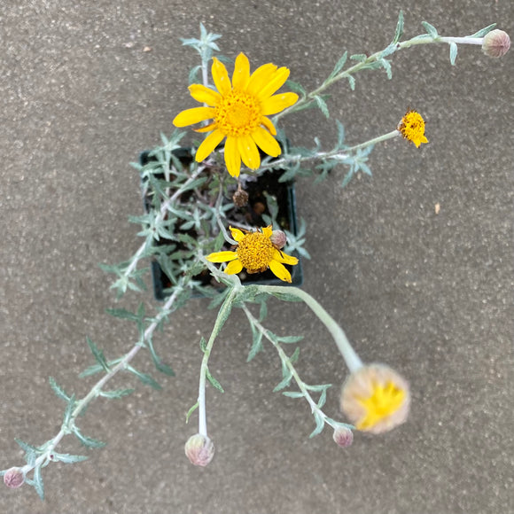 Eriophyllum lanatum - 4 inch plant