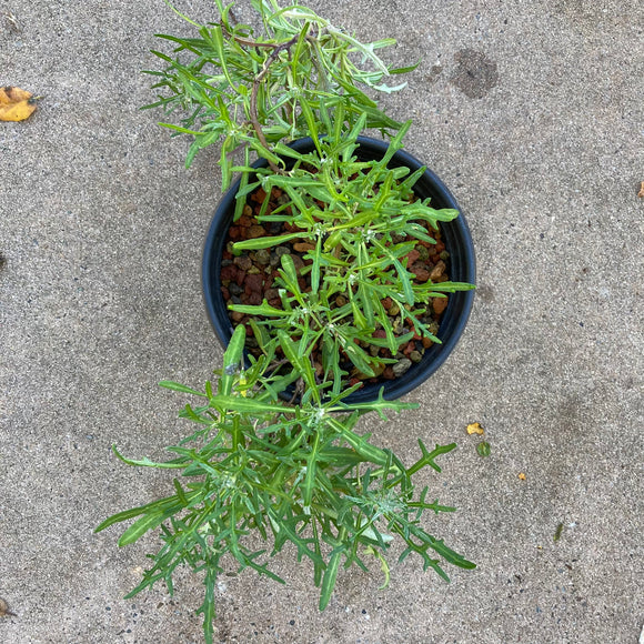 Eriophyllum staechadifolium - 1 gallon plant