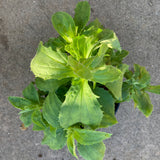 Erythranthe cardinalis - 1 gallon plant