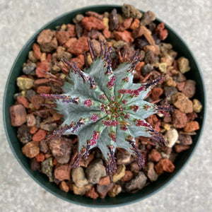 Euphorbia polygona 'Snowflake' - 4 inch plant