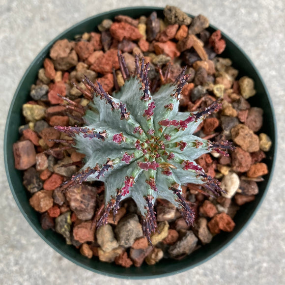 Euphorbia polygona 'Snowflake' - 4 inch plant